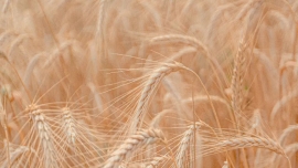 小麦除草丨从配方到使用技巧，你需要注意的几个问题